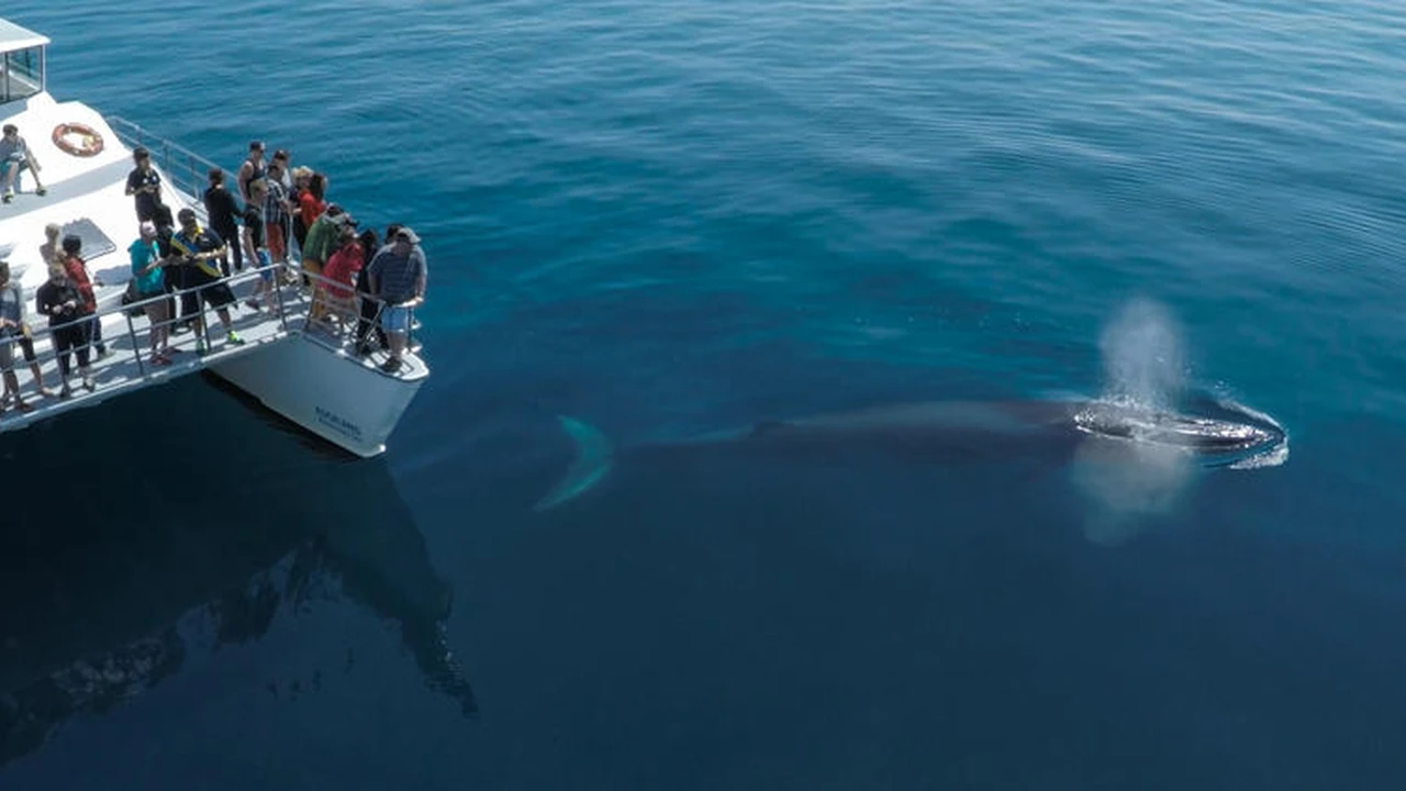 Whale Watching in New Zealand 7 Best Locations
